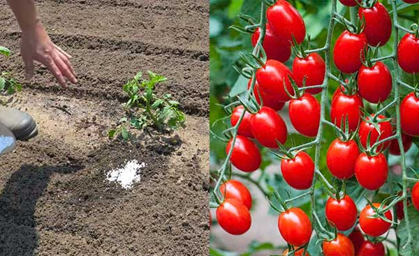 Tomato Plant With Calcium - Gardening Hacks