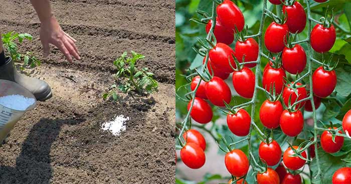 How to Grow Stronger Tomato Plants