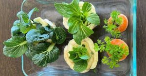 How To Grow Vegetables From Kitchen Scraps