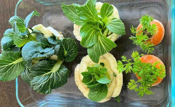 Kitchen Scraps Vegetable Garden - Veggie Garden