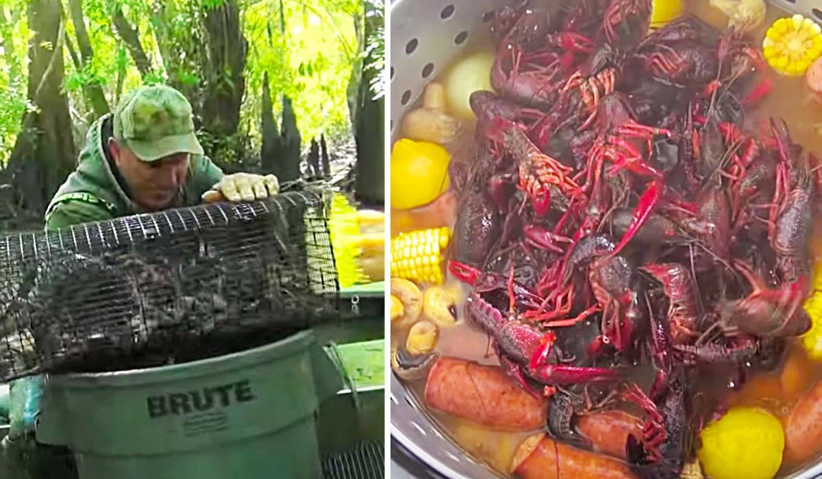 How To Catch Clean And Cook Crawfish | DIY Joy Projects and Crafts Ideas