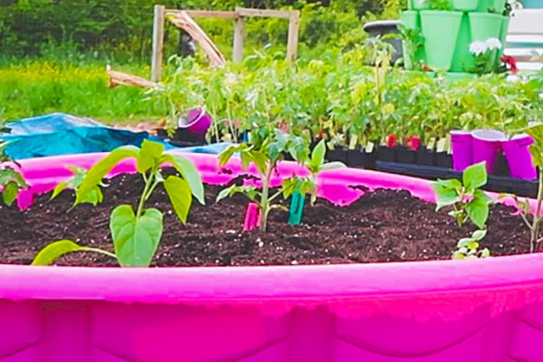 Easy Kiddie Pool Garden - Grow Food In A Small Space - How To Grow Food Anywhere