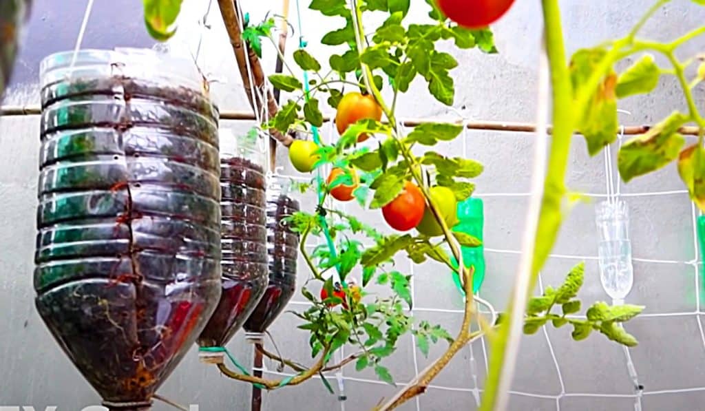 How To Grow Tomatoes In Water Bottles - Easy Food Growing Ideas - How To Grow Food In A Small Space - Home Grown Food