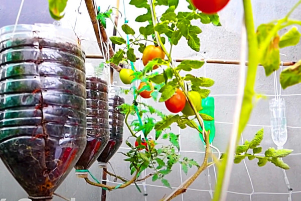 How To Grow Tomatoes In Water Bottles - Easy Food Growing Ideas - How To Grow Food In A Small Space - Home Grown Food