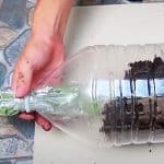 How To Grow Tomatoes In Water Bottles