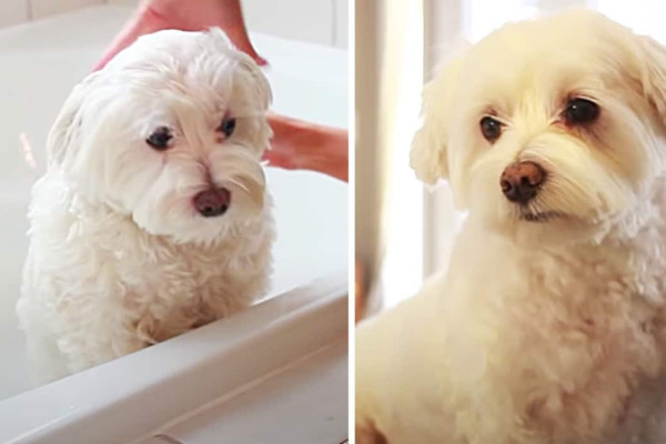 How To Groom A Dog At Home - Home Grooming For Your Pet - Easy Dog Clipping Techniques