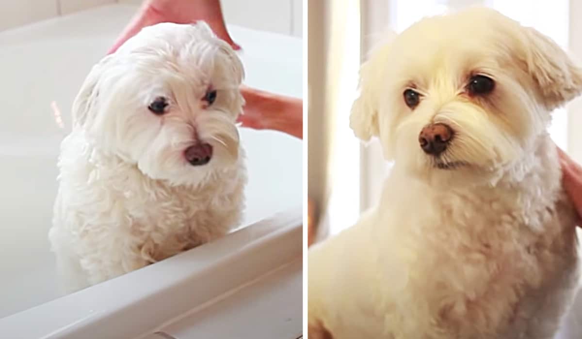 How To Groom A Dog At Home | DIY Joy Projects and Crafts Ideas