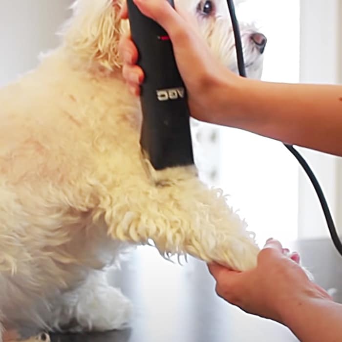 How To Groom A Dog At Home - Home Grooming For Your Pet - Easy Dog Clipping Techniques