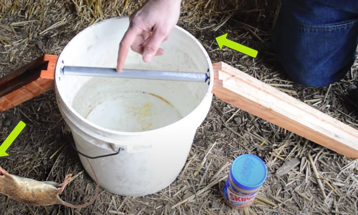 Mouse Trap Bucket, Rat Trap Homemade, Best Mouse Trap 