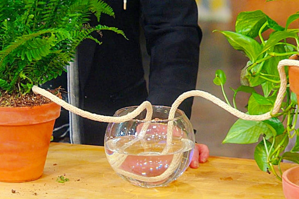 How To Keep Plants Watered While On Vacation - Easy Way To Water Plants - Water Plants Remotely