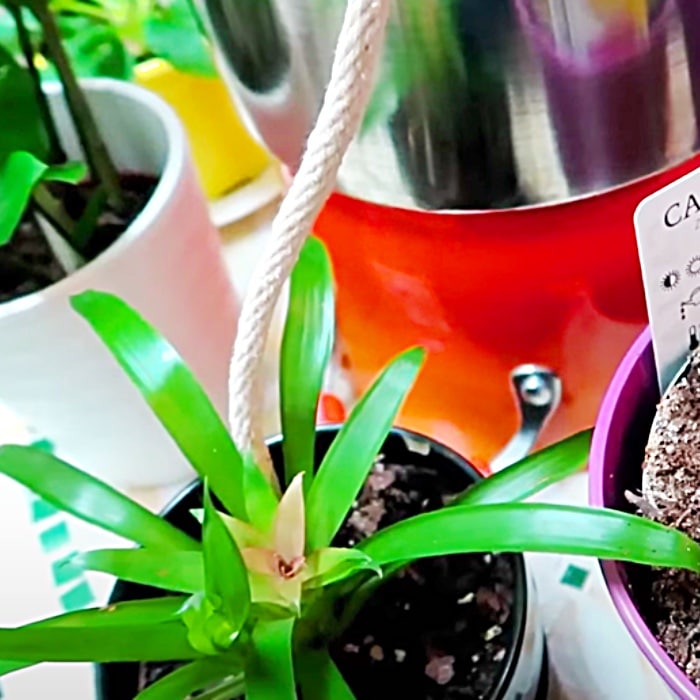 How To Keep Plants Watered While On Vacation - Easy Way To Water Plants - Water Plants Remotely