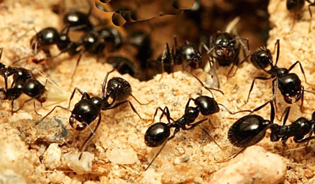 How To Get Rid Of Outdoor Ants - How Make Ants Leave - Get Rid Of Ants Easily