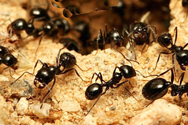 How To Get Rid Of Outdoor Ants - How Make Ants Leave - Get Rid Of Ants Easily