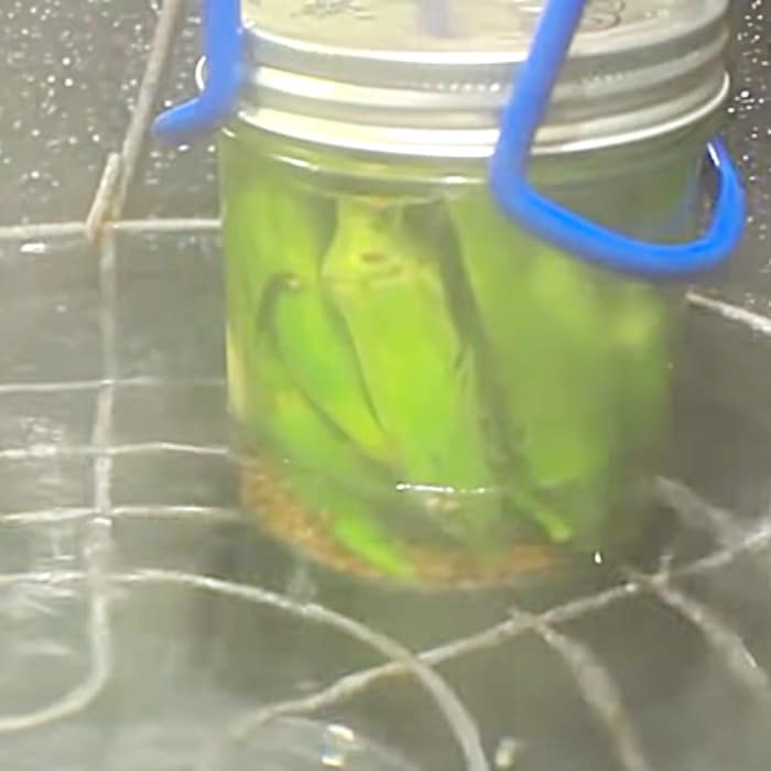 Water Bath Canning Recipes - How To Pickle Okra - Easy Okra Recipe - How To Can Vegetables