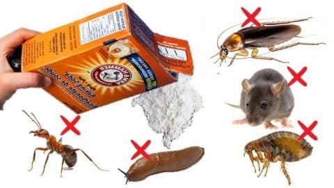 How To Use Baking Soda To Kill Pests | DIY Joy Projects and Crafts Ideas