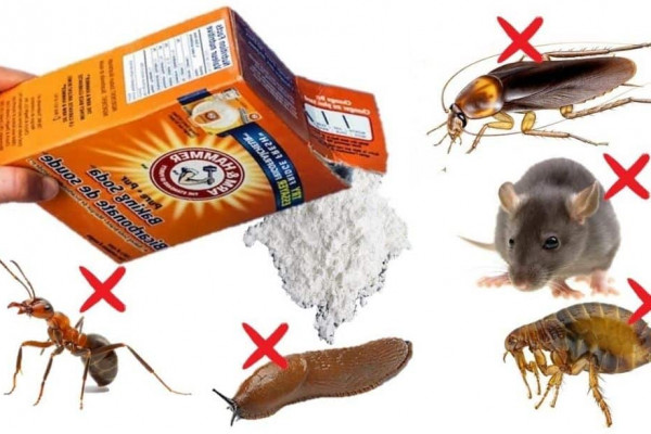 How To Use Baking Soda To Kill Pests