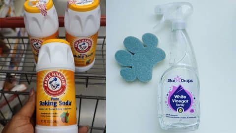 How to Get Rid of Pet Urine Smell | DIY Joy Projects and Crafts Ideas