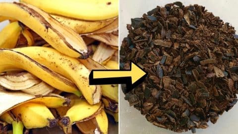 6 Ways To Use Banana Peels As Garden Fertilizer | DIY Joy Projects and Crafts Ideas