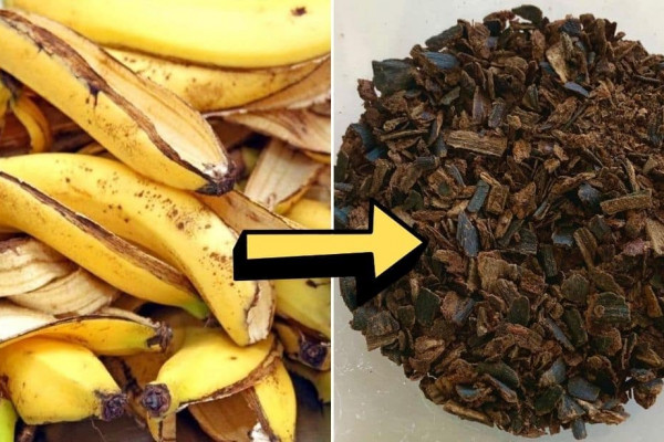 6 Ways To Use Banana Peels As Garden Fertilizer