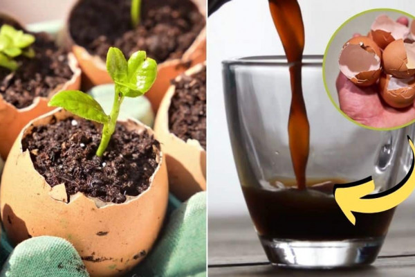 8 Clever Ways To Reuse Eggshells