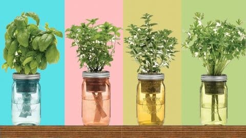 9 Herbs That You Can Grow In A Mason Jar | DIY Joy Projects and Crafts Ideas