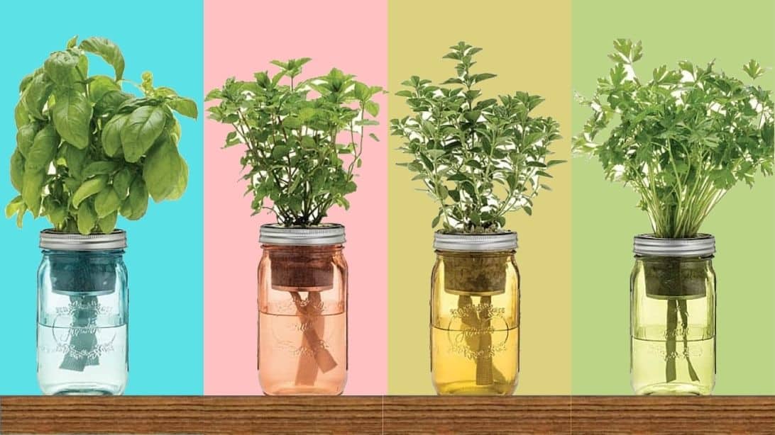 9 Herbs That You Can Grow In A Mason Jar | DIY Joy Projects and Crafts Ideas