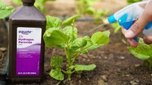 How To Use Hydrogen Peroxide On Plants