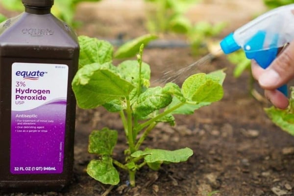 How To Use Hydrogen Peroxide On Plants