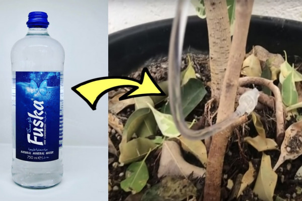 diy plastic bottle dip waterer