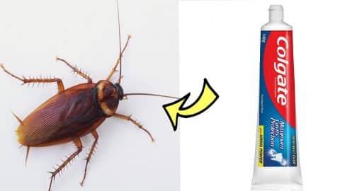 How to Kill Cockroaches in 5 Minutes | DIY Joy Projects and Crafts Ideas