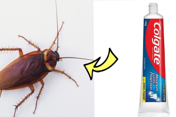 how to kill a cockroach in 5 minutes