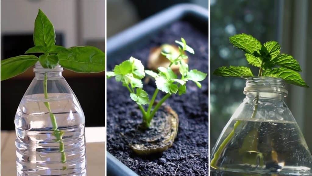 how-to-regrow-store-bought-produce