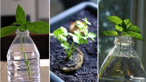 14 Store-Bought Vegetables & Herbs You Can Regrow | DIY Joy Projects and Crafts Ideas
