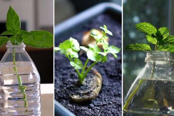 how-to-regrow-store-bought-produce