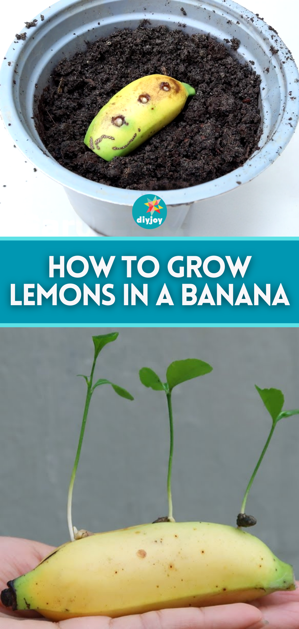 Clever Trick to Grow Lemons Using a Banana