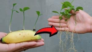 How To Grow Lemons In A Banana