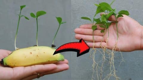 How To Grow Lemons In A Banana | DIY Joy Projects and Crafts Ideas
