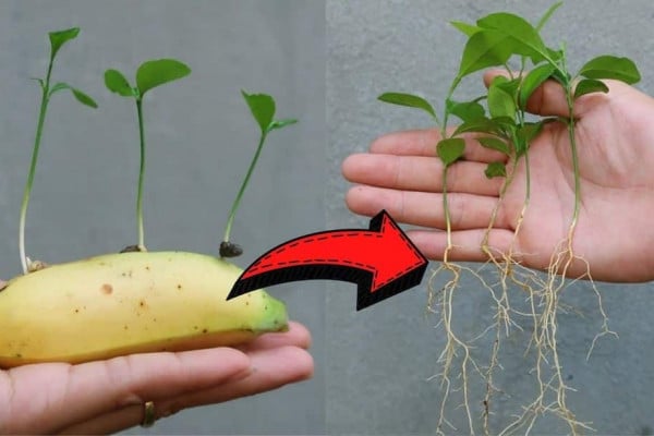 How To Grow Lemons In A Banana