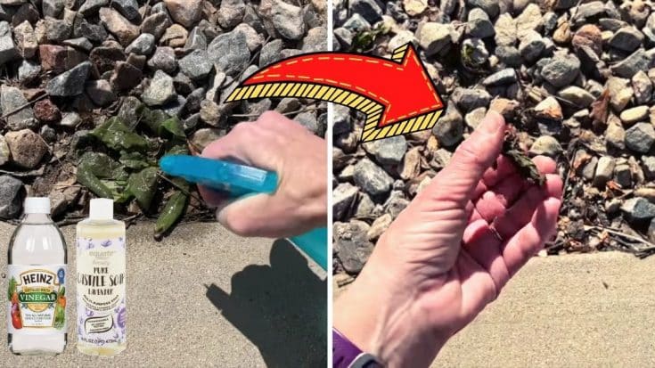 Inexpensive Homemade Weed Blocker Solution - DIY Joy