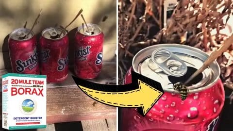 How To Get Rid of Hornets, Yellow Jackets, and Wasps | DIY Joy Projects and Crafts Ideas