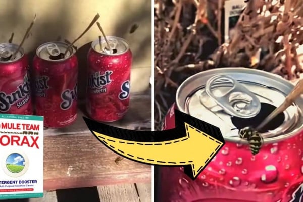 How To Get Rid of Hornets, Yellow Jackets, and Wasps