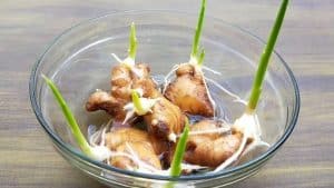 How To Grow Ginger, Garlic, & Lemongrass At Home