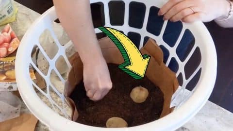 How To Grow Potatoes In A Dollar Store Bin | DIY Joy Projects and Crafts Ideas