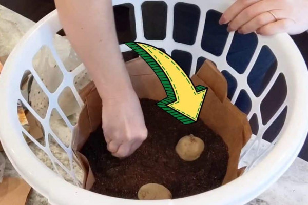 How To Grow Potatoes In A Dollar Store Bin