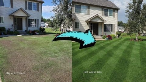 How To Overseed Your Lawn In Spring | DIY Joy Projects and Crafts Ideas