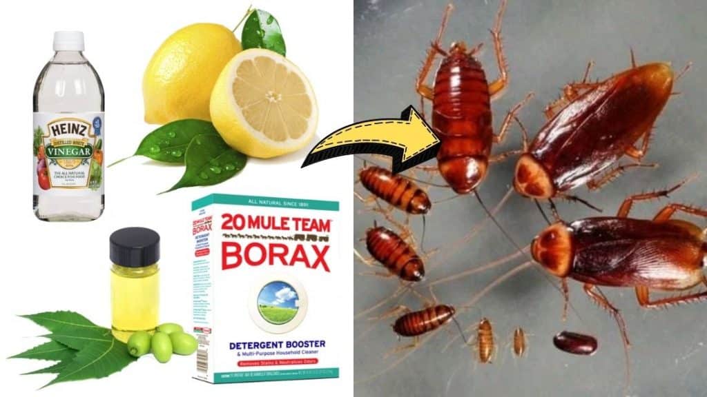 Natural Ways To Get Rid Of Cockroaches Permanently