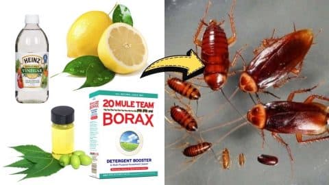 7 Natural Ways To Get Rid Of Cockroaches Permanently | DIY Joy Projects and Crafts Ideas