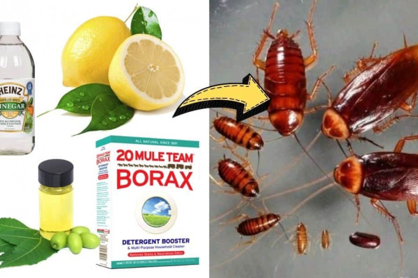 Natural Ways To Get Rid Of Cockroaches Permanently