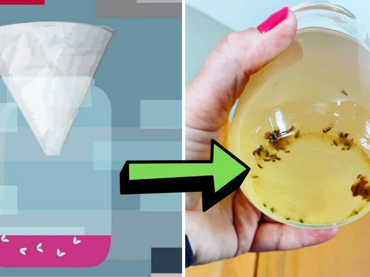 Try this easy DIY trick to trap fruit flies (watch the video, it