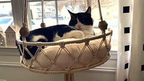 DIY Hanging Macramé Cat Bed Tutorial | DIY Joy Projects and Crafts Ideas